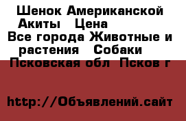 Шенок Американской Акиты › Цена ­ 35 000 - Все города Животные и растения » Собаки   . Псковская обл.,Псков г.